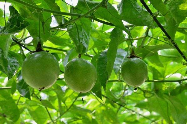 百香果用什么土種最好 百香果的載培方法