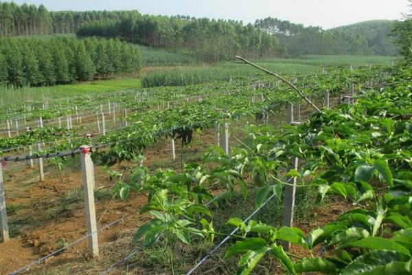 百香果用什么土種最好 百香果的載培方法