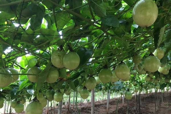 百香果用什么土種最好 百香果的載培方法