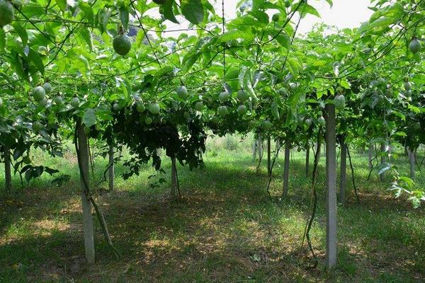 百香果用什么土種最好 百香果的載培方法