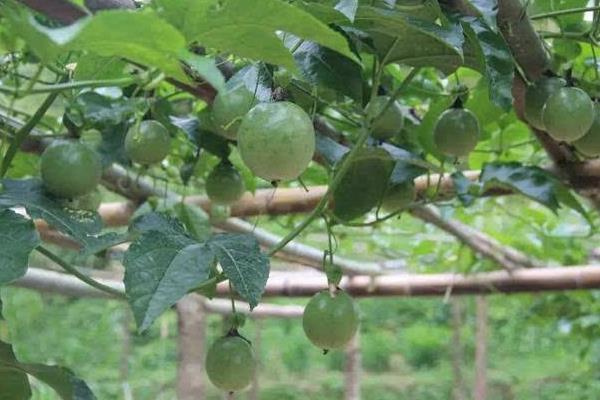 百香果用什么土種最好 百香果的載培方法
