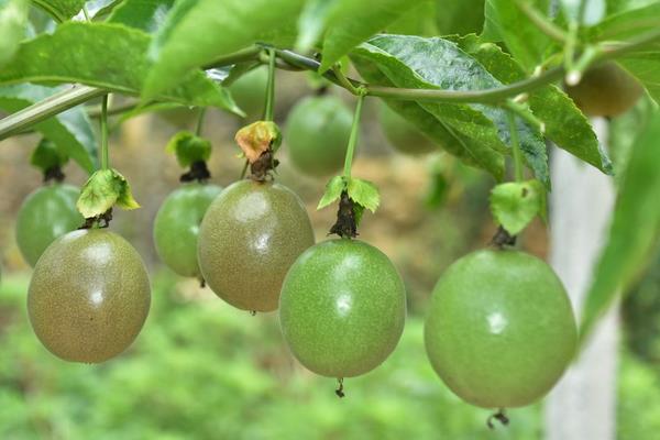 百香果用什么土種最好 百香果的載培方法