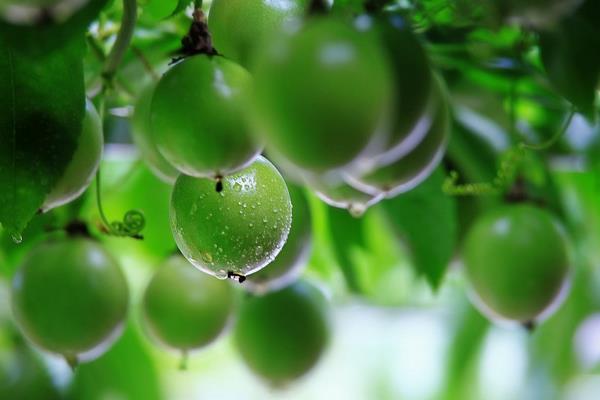 百香果怎么挑選 百香果硬的好還是軟的好