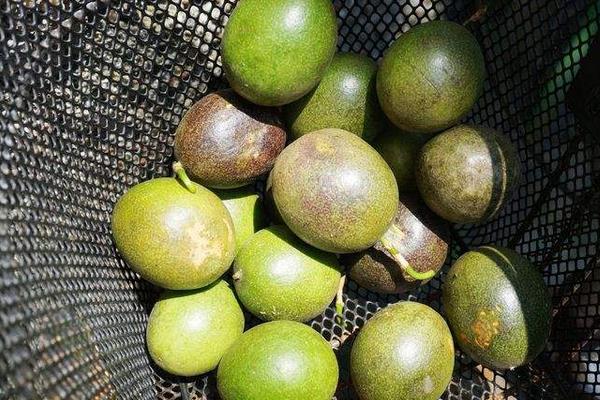 百香果怎么挑選 百香果硬的好還是軟的好