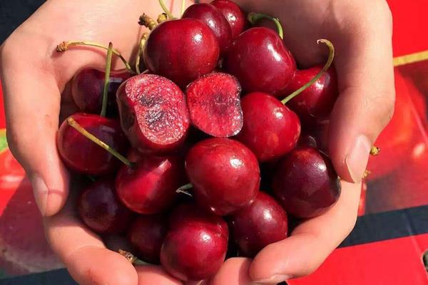車厘子是什么季節的水果 車厘子幾月份上市