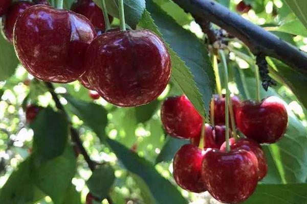 車厘子是什么季節的水果 車厘子幾月份上市