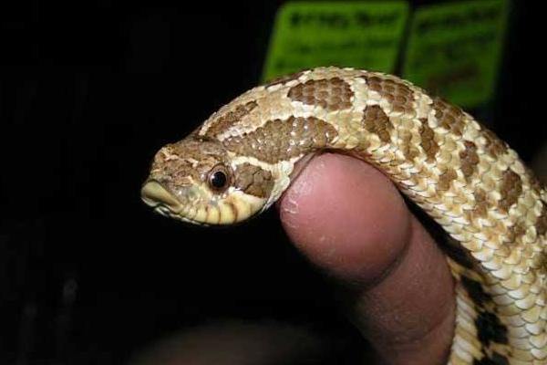 夢(mèng)見蛇咬人是什么意思 女人夢(mèng)到蛇咬人被打死了有什么預(yù)兆