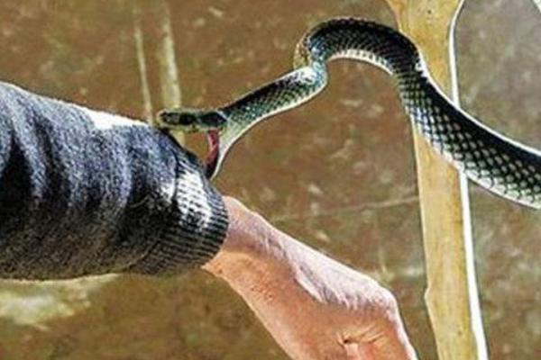 夢(mèng)見蛇咬人是什么意思 女人夢(mèng)到蛇咬人被打死了有什么預(yù)兆