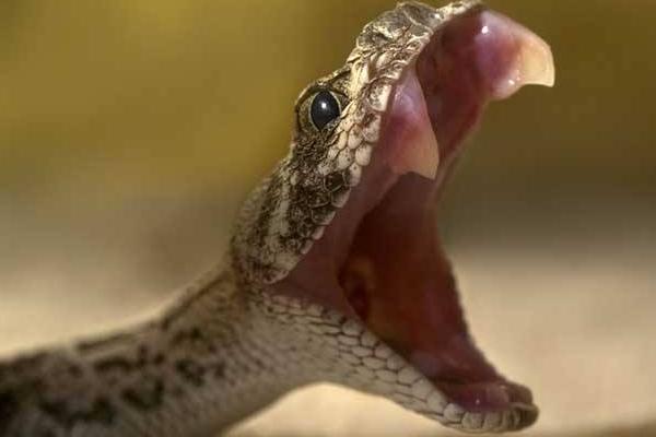 夢(mèng)見蛇咬人是什么意思 女人夢(mèng)到蛇咬人被打死了有什么預(yù)兆