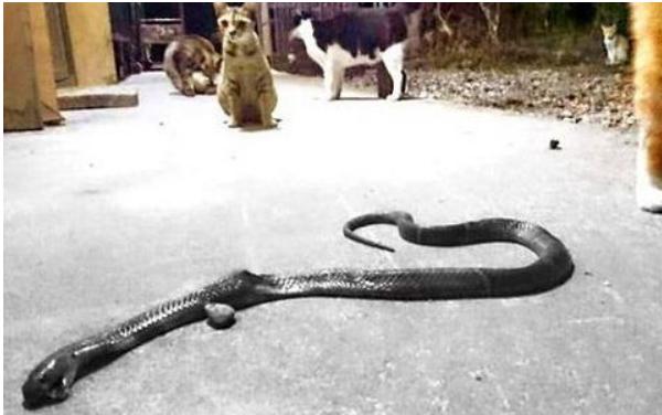 夢(mèng)見蛇咬人是什么意思 女人夢(mèng)到蛇咬人被打死了有什么預(yù)兆