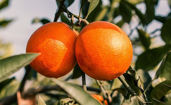 血橙產地在哪里 血橙怎么挑選