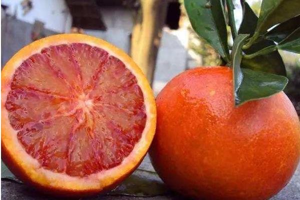 血橙產地在哪里 血橙怎么挑選