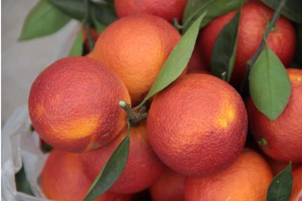 血橙產地在哪里 血橙怎么挑選