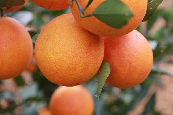 血橙功效與作用及禁忌 血橙的營養價值