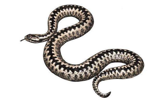 夢見被蟒蛇咬是什么意思 女人夢到被蟒蛇咬手有什么預兆