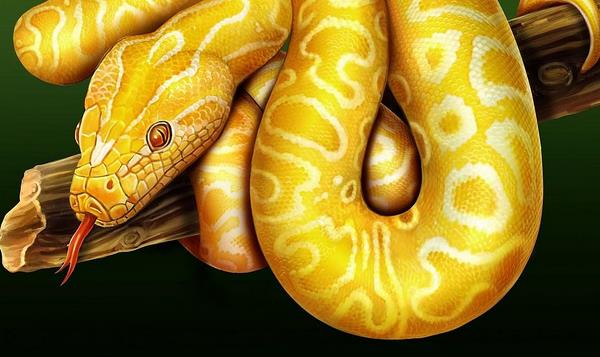 夢見被蟒蛇咬是什么意思 女人夢到被蟒蛇咬手有什么預兆