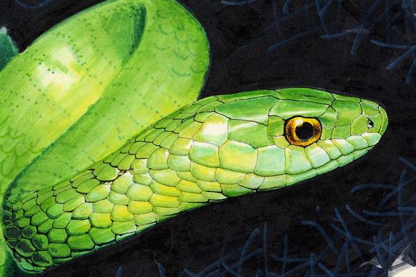 夢見一群蛇是什么意思 女人夢到一群小蛇有什么預兆