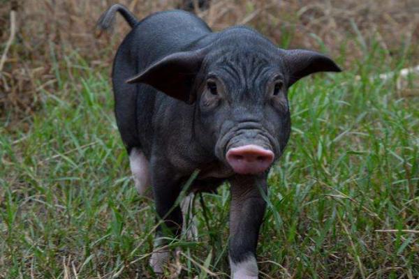 夢見黑豬是什么意思 女人夢到一群黑豬有什么預兆