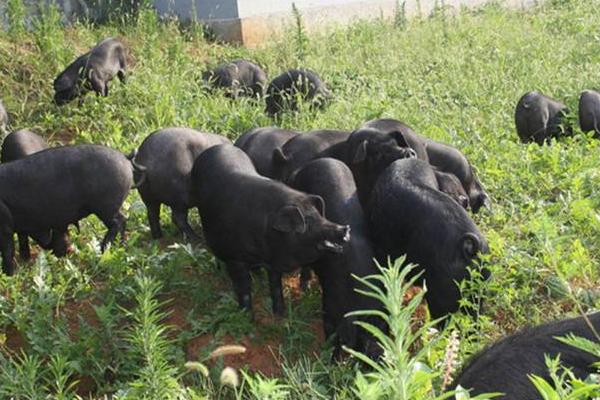 夢見黑豬是什么意思 女人夢到一群黑豬有什么預兆
