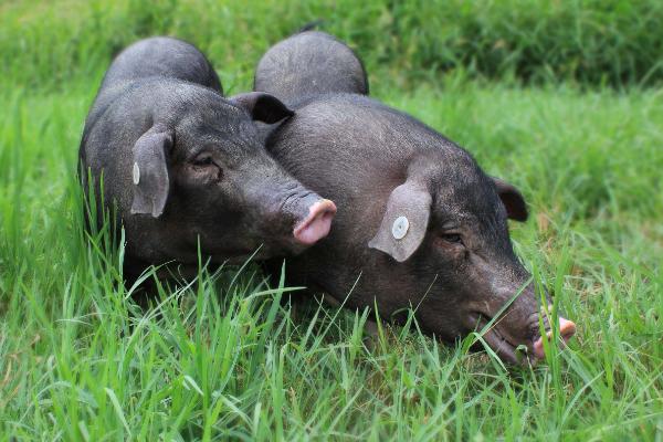 夢見黑豬是什么意思 女人夢到一群黑豬有什么預兆