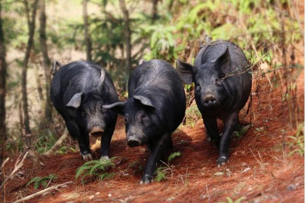 夢見黑豬是什么意思 女人夢到一群黑豬有什么預兆