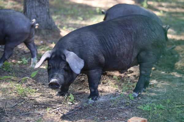 夢見黑豬是什么意思 女人夢到一群黑豬有什么預兆