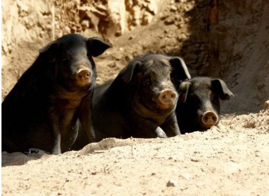 夢見黑豬是什么意思 女人夢到一群黑豬有什么預兆