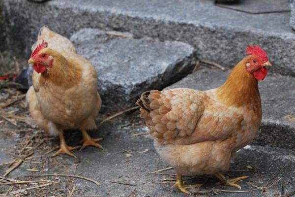 夢(mèng)見(jiàn)雞下蛋是什么意思 女人夢(mèng)到母雞下蛋去撿雞蛋有什么預(yù)兆