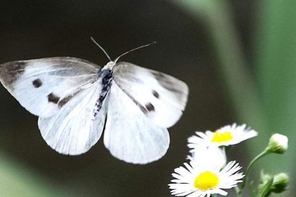 夢(mèng)見白蝴蝶是什么意思 女人夢(mèng)到很多白蝴蝶有什么預(yù)兆