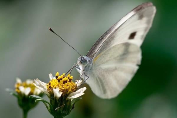夢(mèng)見白蝴蝶是什么意思 女人夢(mèng)到很多白蝴蝶有什么預(yù)兆