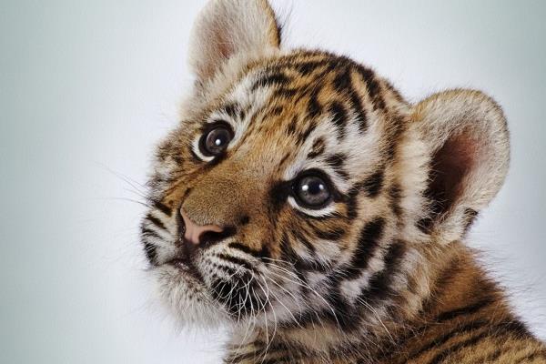 夢(mèng)見(jiàn)小老虎是什么意思 女人夢(mèng)到幾只小老虎有什么預(yù)兆