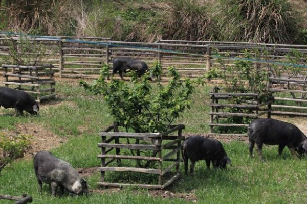 夢(mèng)見豬圈是什么意思 夢(mèng)到豬圈里有豬和豬糞有什么預(yù)兆