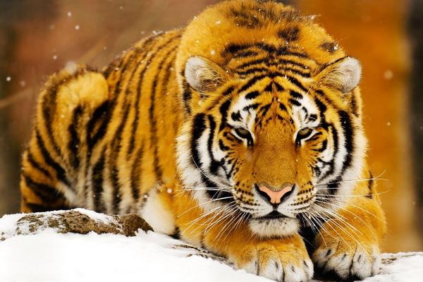 夢見打老虎是什么意思 夢到自己和別人用棍子打老虎有什么預兆