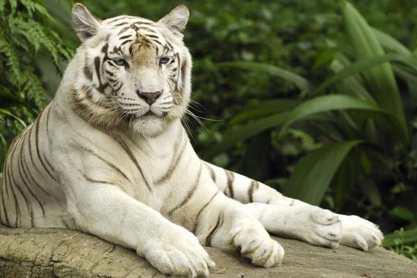 夢見打老虎是什么意思 夢到自己和別人用棍子打老虎有什么預兆