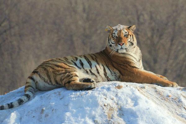 夢見打老虎是什么意思 夢到自己和別人用棍子打老虎有什么預兆