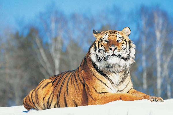夢見打老虎是什么意思 夢到自己和別人用棍子打老虎有什么預兆