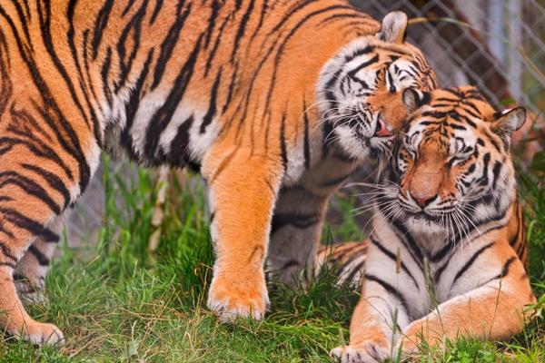 夢見打老虎是什么意思 夢到自己和別人用棍子打老虎有什么預兆