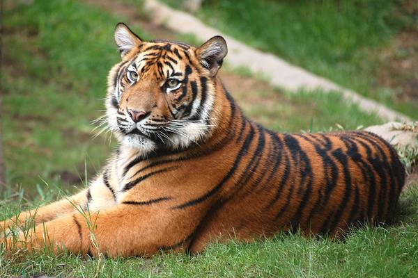 夢見打老虎是什么意思 夢到自己和別人用棍子打老虎有什么預兆