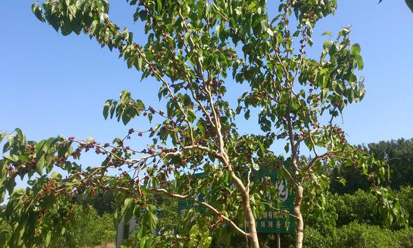 家里為什么不能種桑樹 種桑樹對風水的作用（寓意）