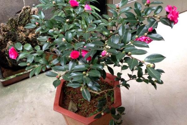 盆栽茶梅掉葉子的原因及解決方法 盆栽茶梅怎么養殖