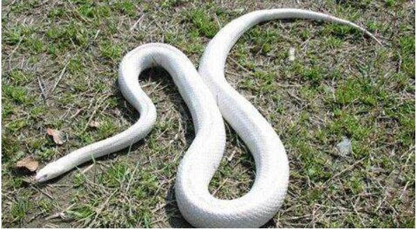 夢(mèng)見(jiàn)小白蛇是什么意思 女人夢(mèng)見(jiàn)白蛇追自己有什么預(yù)兆