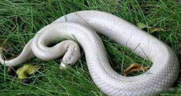 夢(mèng)見(jiàn)小白蛇是什么意思 女人夢(mèng)見(jiàn)白蛇追自己有什么預(yù)兆