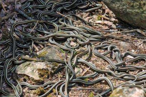 夢(mèng)見(jiàn)小白蛇是什么意思 女人夢(mèng)見(jiàn)白蛇追自己有什么預(yù)兆