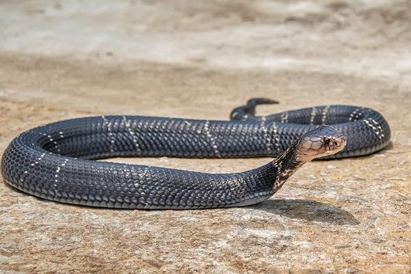 夢(mèng)見(jiàn)小白蛇是什么意思 女人夢(mèng)見(jiàn)白蛇追自己有什么預(yù)兆