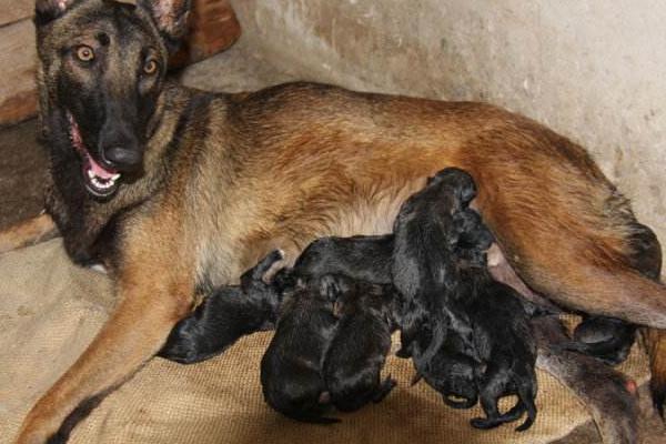 夢見狗生了好多小狗是什么意思 夢見狗丟了有什么預(yù)兆