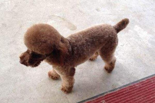 夢見狗生了好多小狗是什么意思 夢見狗丟了有什么預(yù)兆