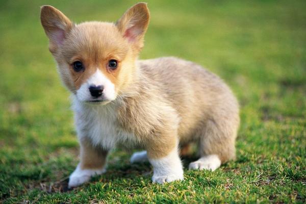 夢見狗生了好多小狗是什么意思 夢見狗丟了有什么預(yù)兆