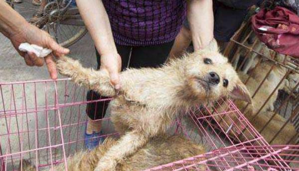 夢見狗生了好多小狗是什么意思 夢見狗丟了有什么預(yù)兆