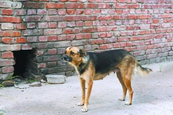 夢見狗生了好多小狗是什么意思 夢見狗丟了有什么預(yù)兆