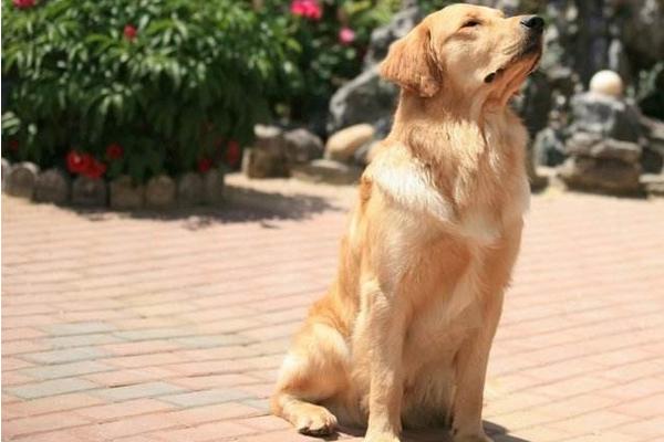 夢見大黃狗是什么意思 孕婦夢見一只特別大的狗有什么預兆